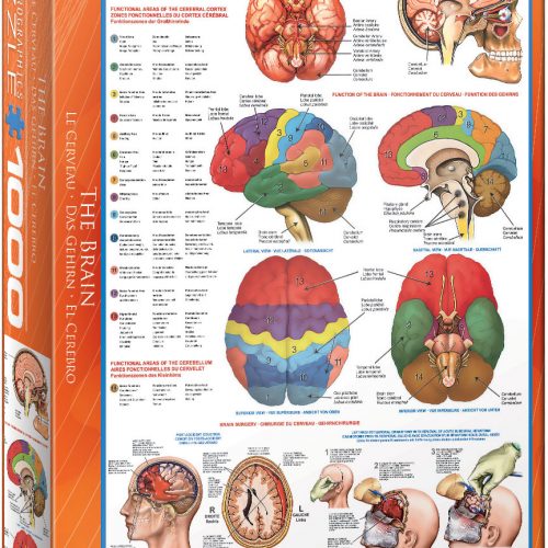 پازل ۱۰۰۰ تکه مغز - آناتومی - اسمارت کات