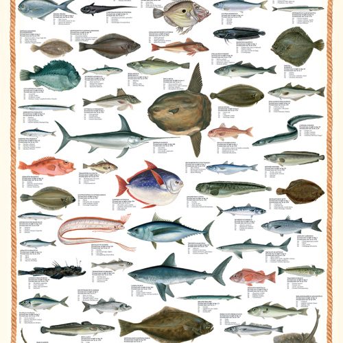 پازل ۱۰۰۰ تکه ماهیان دریا - اسمارت کات