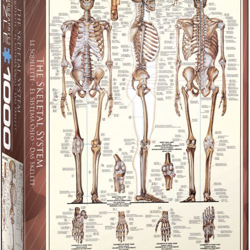 پازل ۱۰۰۰ تکه اسکلت انسان - آناتومی - اسمارت کات
